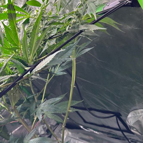 MiscxLAZ #08 C #1 growlog timeline photo
