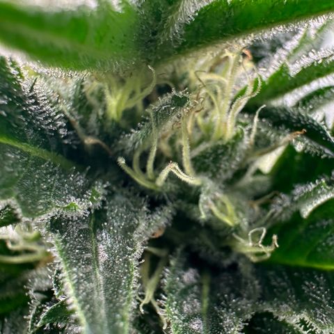 Fuel D.OG #1 Female 47.36g growlog timeline photo