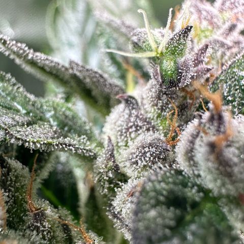 Auto Think Different  #1 growlog timeline photo