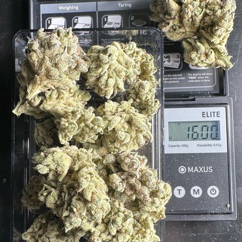 Misc x (LA Kush x Zkittles) #26 60.7g growlog timeline photo
