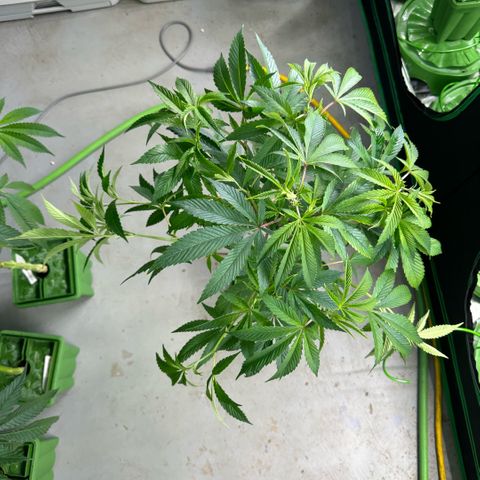 MiscxLAZ #26 C #1 47.15g growlog photo: Lollipopped and flipped to flower 