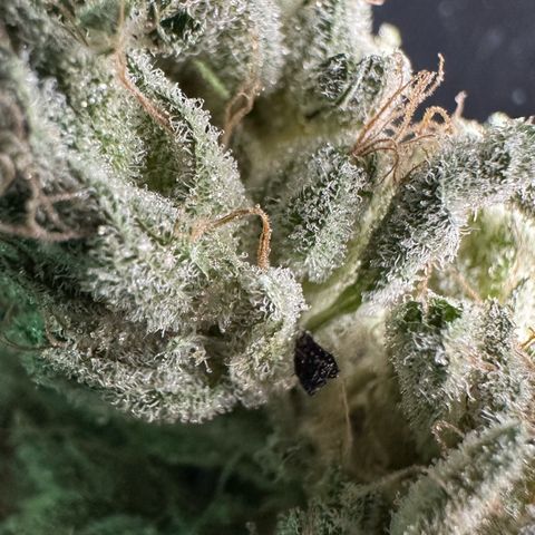 Misc x (LA Kush x Zkittles) #35 28.55g growlog timeline photo