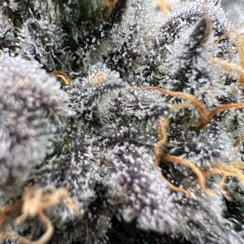 CxLAZ #31 58.75g growlog timeline photo