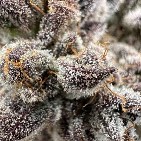 CxLAZ #16 50.72g growlog timeline photo