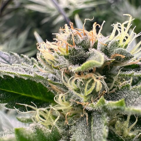 Fuel D.OG #1 Female 47.36g growlog timeline photo