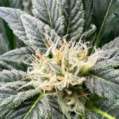 Fuel D.OG #2 Female 49.44g M growlog timeline photo