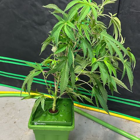CxLAZ #31 C growlog timeline photo
