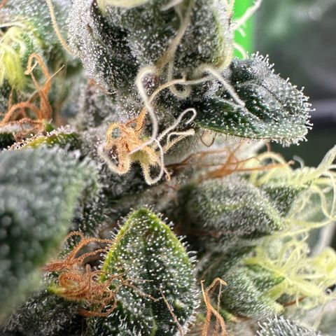 Misc x (LA Kush x Zkittles) #08 growlog timeline photo