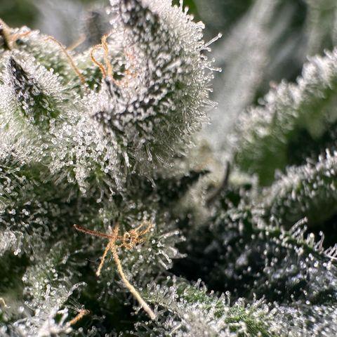 MiscxLAZ #29 C growlog timeline photo