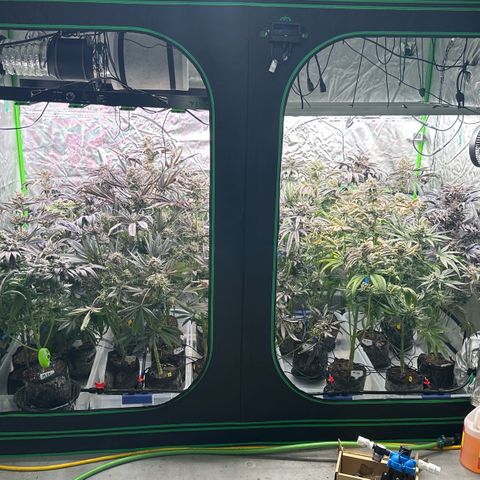 CxLAZ #16 50.72g growlog timeline photo