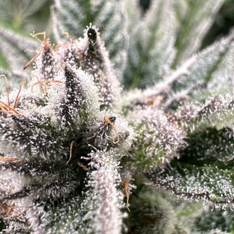 MiscxLAZ #29 C growlog timeline photo