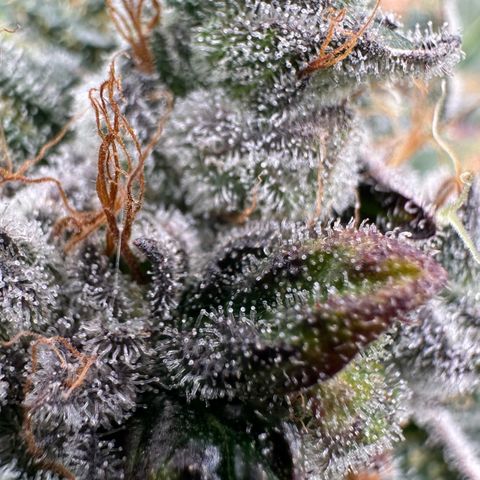 Misc x (LA Kush x Zkittles) #04 10.54g growlog timeline photo