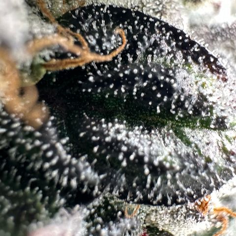 Misc x (LA Kush x Zkittles) #05 growlog timeline photo