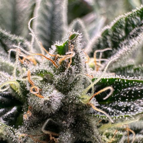 MiscxLAZ #26 C #1 47.15g growlog timeline photo