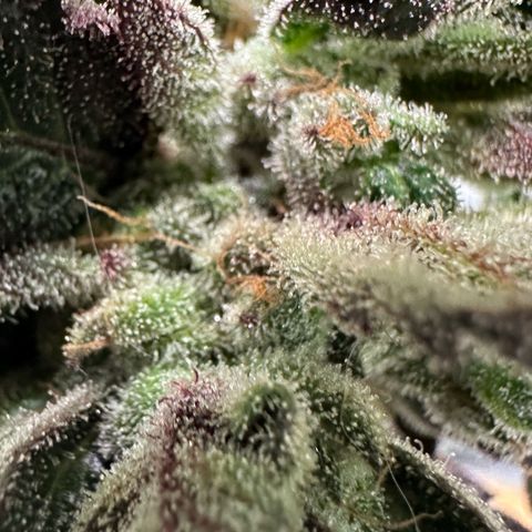 Misc x (LA Kush x Zkittles) #33 19.08g growlog timeline photo