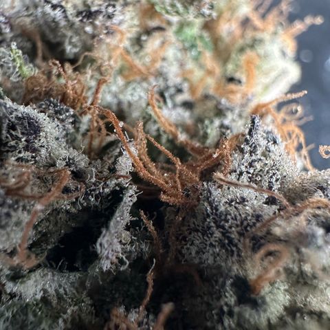 CxLAZ #31 58.75g growlog photo: Trimmed and moved to jar