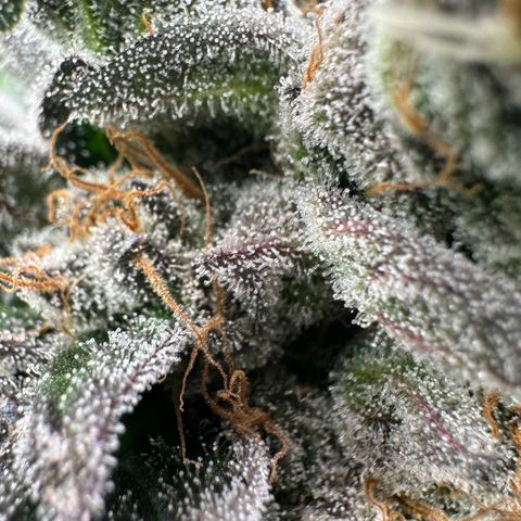 CxLAZ #14 53.59g growlog timeline photo