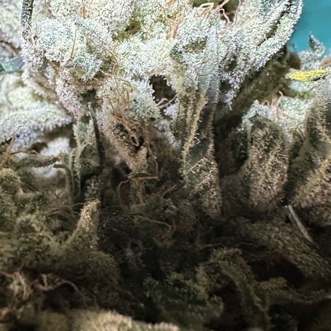 CxLAZ #15 52g growlog photo: Trimmed main cola