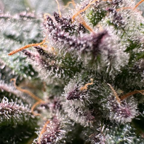 MiscxLAZ #22 C 42.33g growlog timeline photo
