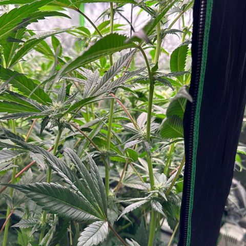 MiscxLAZ #29 C growlog timeline photo