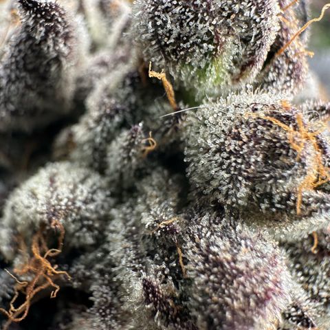 CxLAZ #16 50.72g growlog timeline photo
