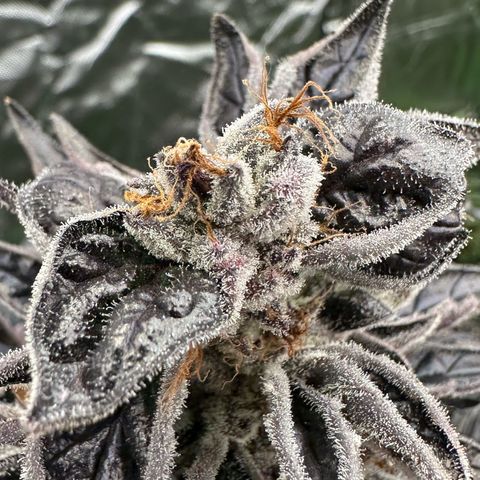 CxLAZ #03 45.52g growlog timeline photo