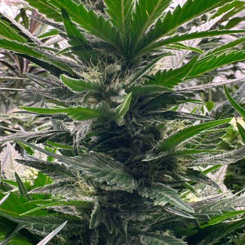 Fuel D.OG #1 Female 47.36g growlog timeline photo