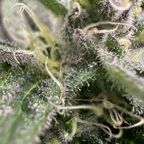 CxLAZ #03 C #1 58.58g growlog timeline photo