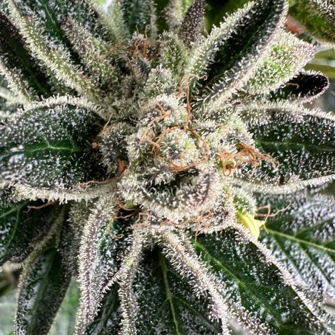 CxLAZ #16 50.72g growlog timeline photo