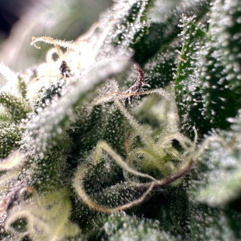MiscxLAZ 5-4 34.63g growlog timeline photo