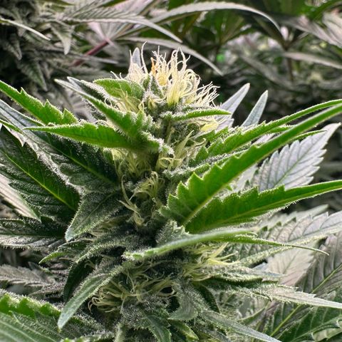 Fuel D.OG #1 Female 47.36g growlog timeline photo