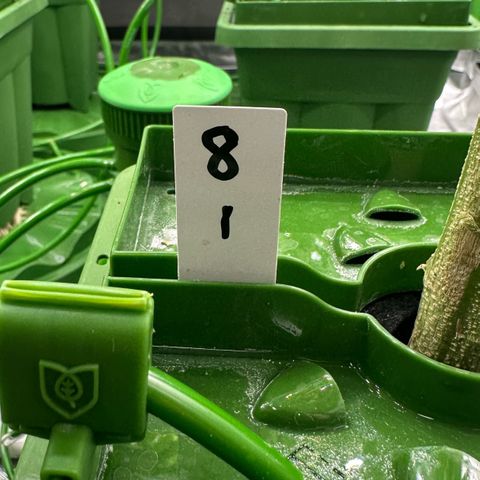 MiscxLAZ #08 C #1 growlog timeline photo