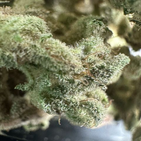 Misc x (LA Kush x Zkittles) #28 13.53g growlog timeline photo