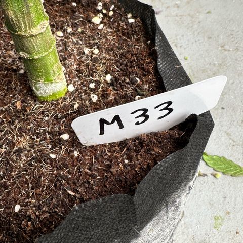 Misc x (LA Kush x Zkittles) #33 19.08g growlog photo: Harvest day