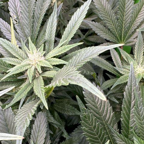 Fuel D.OG #2 Female 49.44g M growlog timeline photo