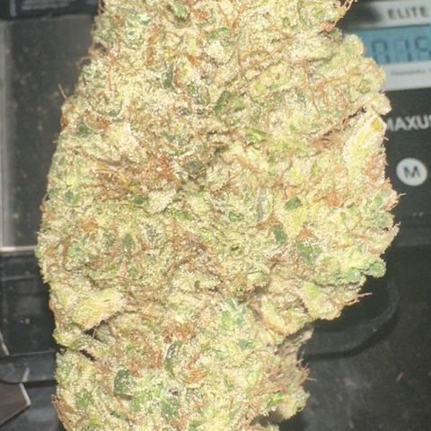 CxLAZ #15 52g growlog photo: Trim and put in grove bag, kind of dry.