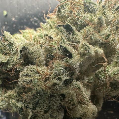 CxLAZ #15 52g growlog photo: Trim and put in grove bag, kind of dry.