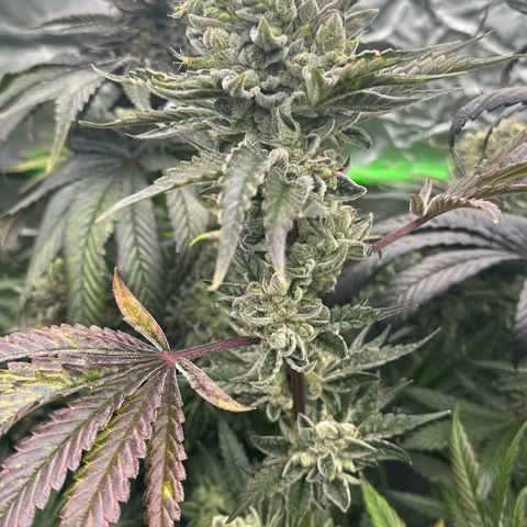 CxLAZ #16 50.72g growlog timeline photo