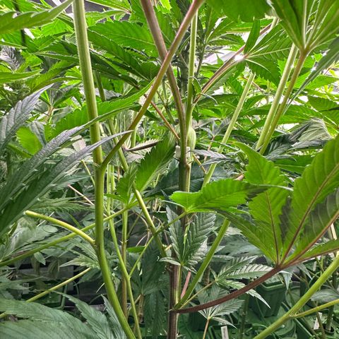 MiscxLAZ #29 C growlog timeline photo