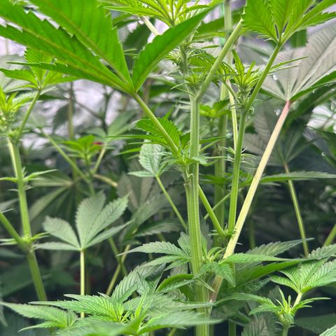 MiscxLAZ #37 C growlog timeline photo