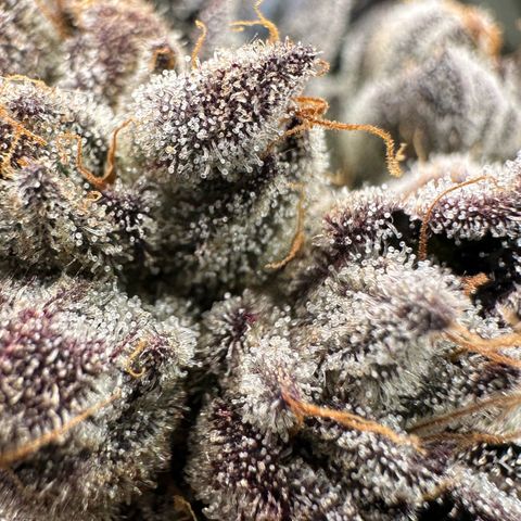 CxLAZ #16 50.72g growlog timeline photo
