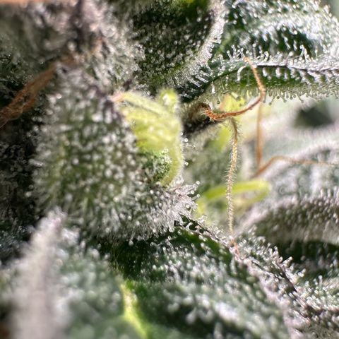 CxLAZ #03 C #1 58.58g growlog timeline photo