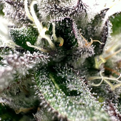 MiscxLAZ #22 C 42.33g growlog timeline photo