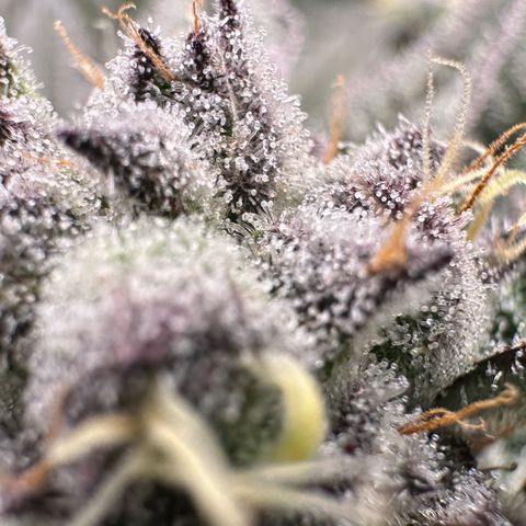 MiscxLAZ #22 C 42.33g growlog timeline photo