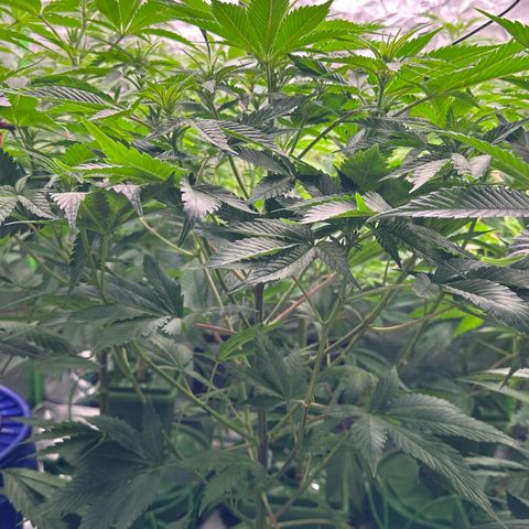 Fuel D.OG #1 Female 47.36g growlog timeline photo