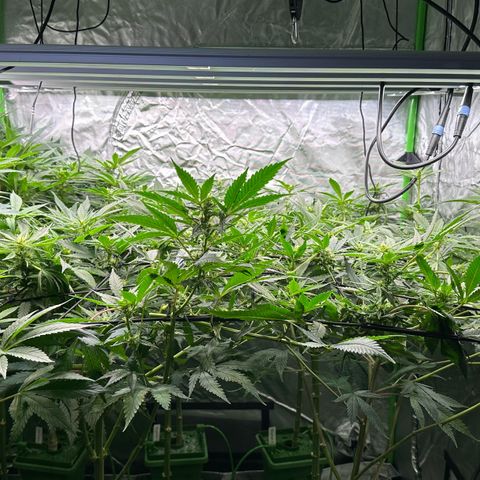 Fuel D.OG #1 Female 47.36g growlog timeline photo