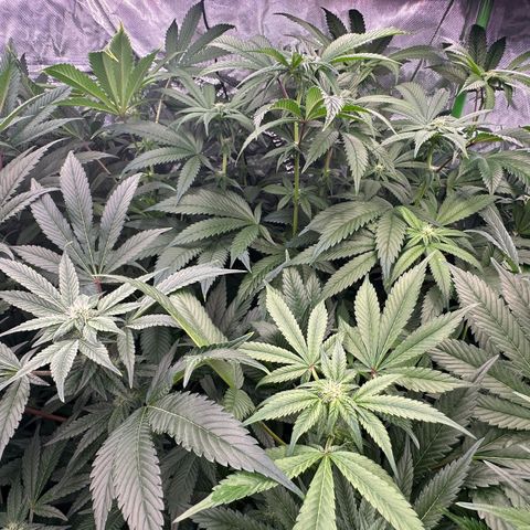 Fuel D.OG #1 Female 47.36g growlog timeline photo