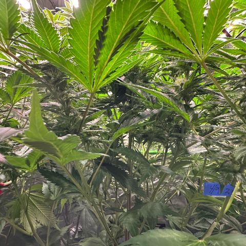 Fuel D.OG #1 Female 47.36g growlog timeline photo