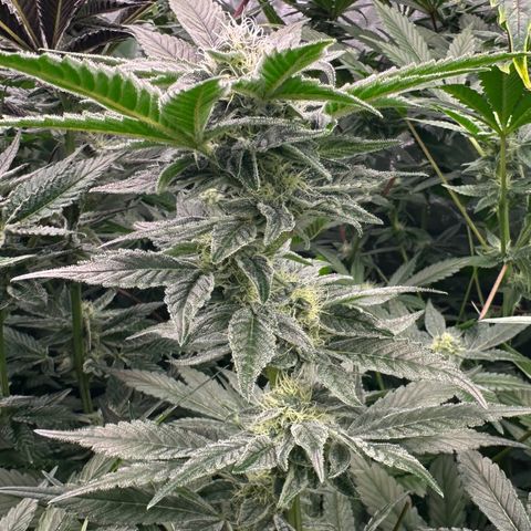 CxLAZ #20 C1 25g growlog timeline photo