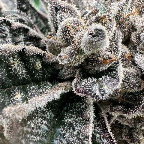 Misc x (LA Kush x Zkittles) #27 33.12g growlog timeline photo